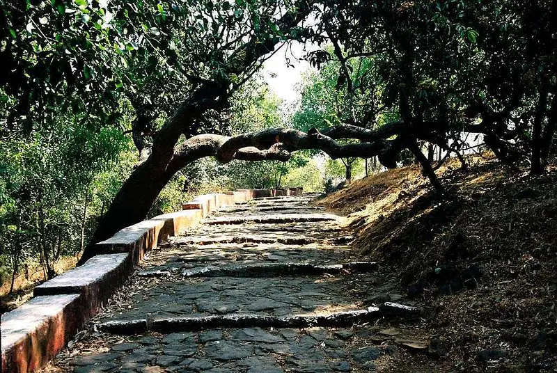 Forest Hike in Alibaug